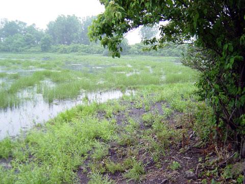 Grosse Ile, Michigan - Shoreline Stabilization - July 10, 2003 Grosse Ile, Michigan - Shoreline Stabilization - July 10, 2003
